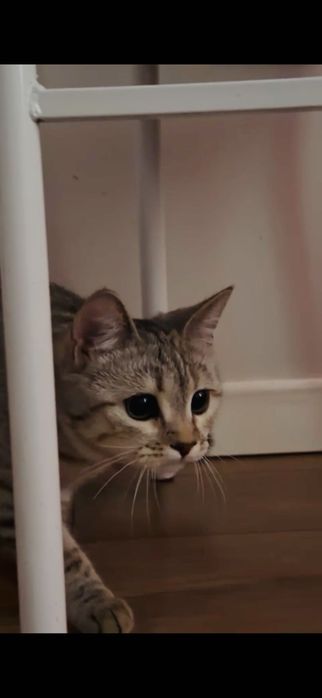 Шотландская кошка
