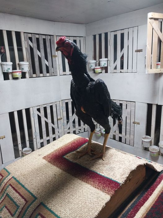 Боицовая птица хороших кровеи