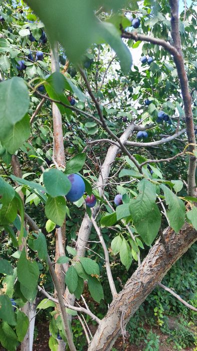 Саженцы чернослива