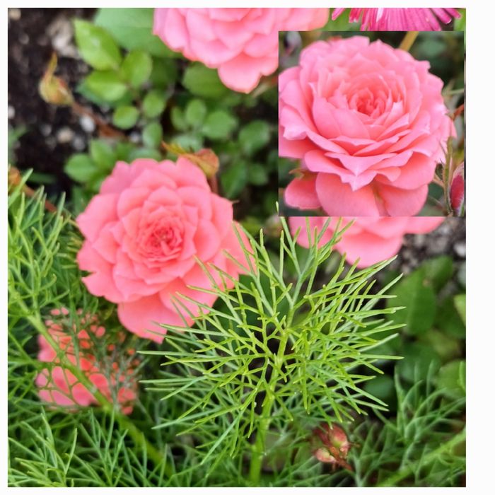 Розы для Вашего сада