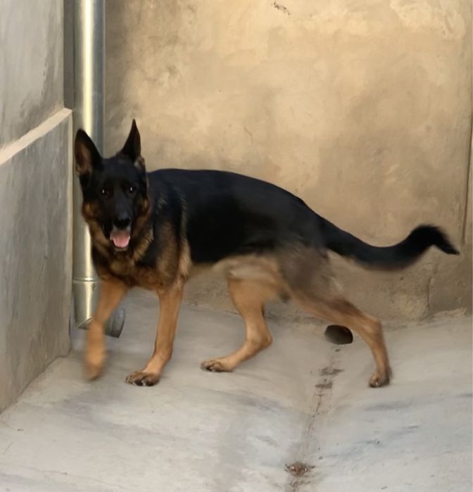 немецкая овчарка кобель