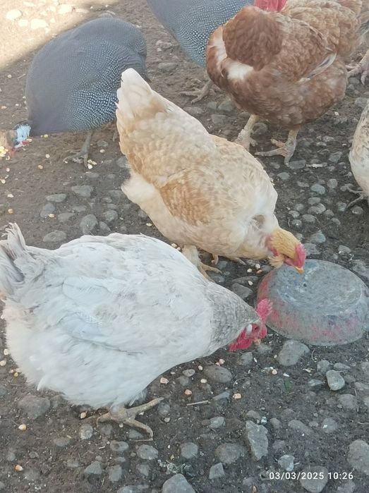 Ouă pentru incubat și consum