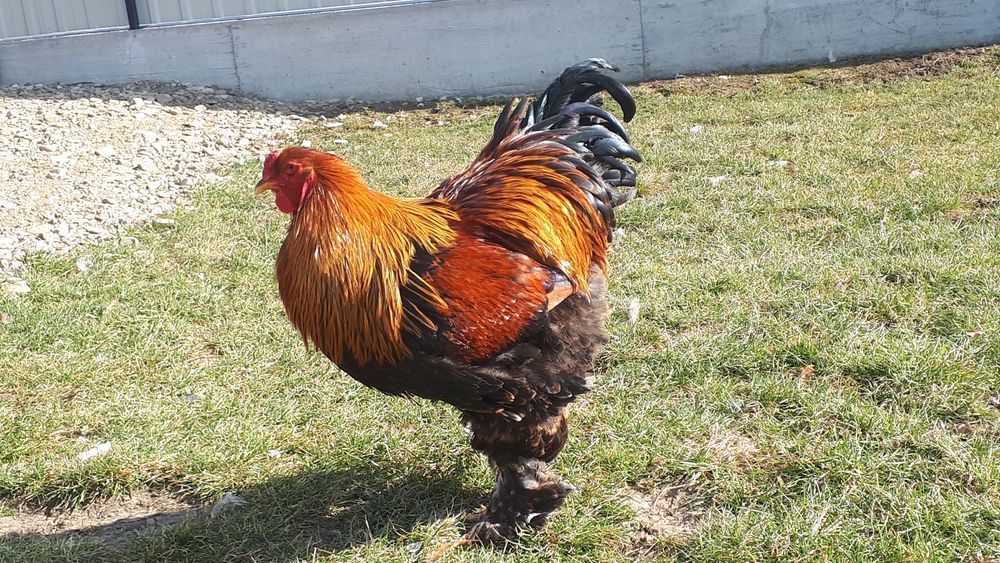 Vand ultima familie Brahma potarnichiu