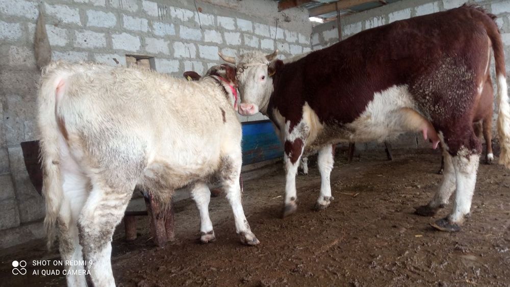 ONA BILA sigir sotiladi