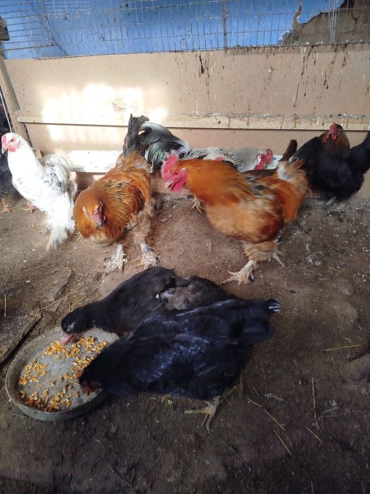 Куры петухи домашние