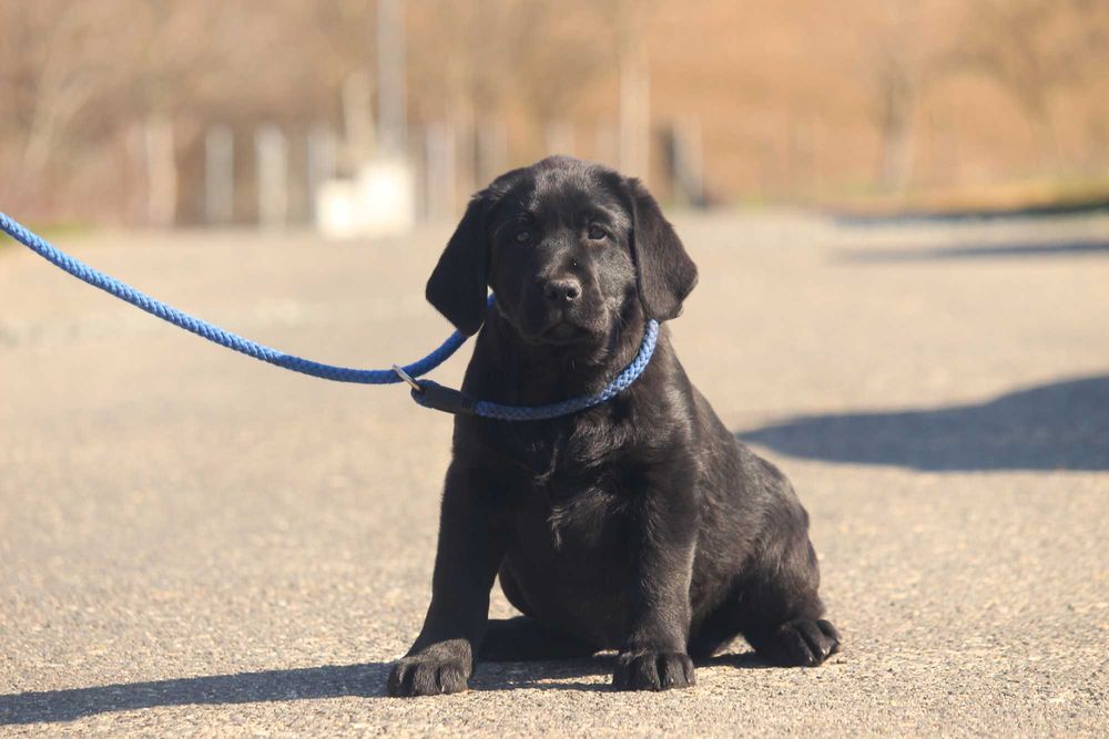 pui labrador calitate deosebita