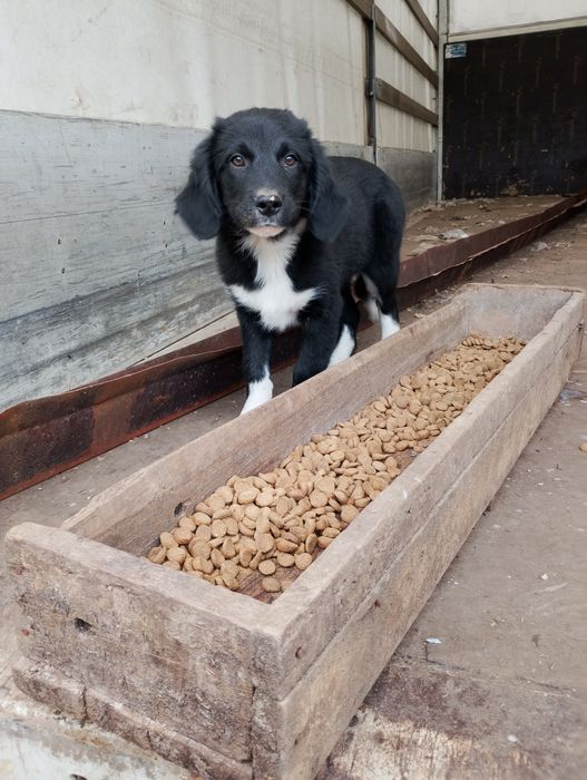 Малки кучета за осиновяване