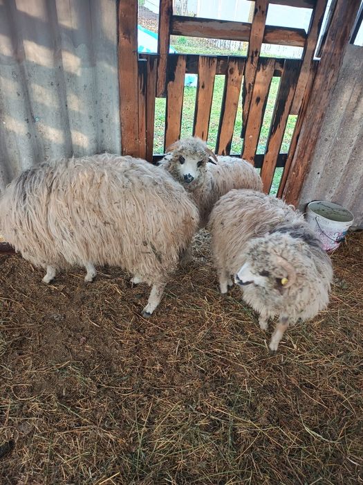 Vând berbecuți crescuți natural