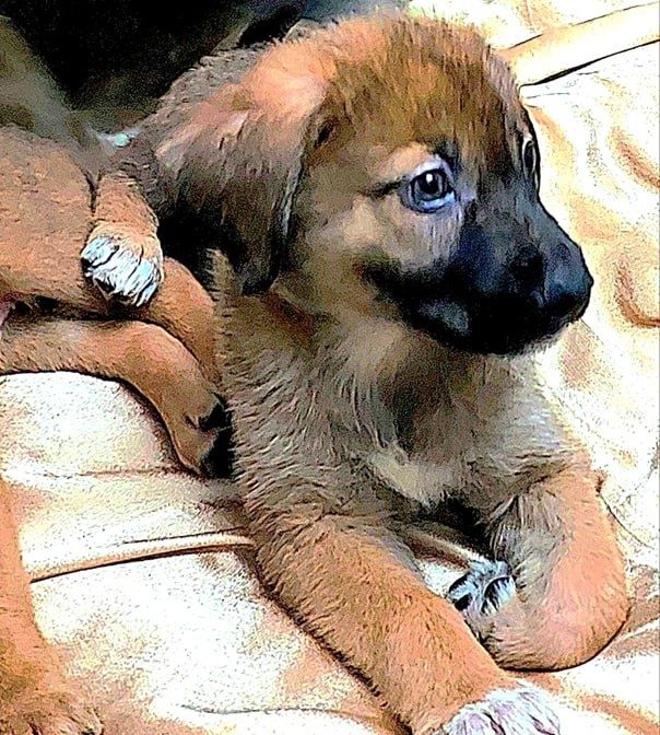 Отдадим в добрые руки.