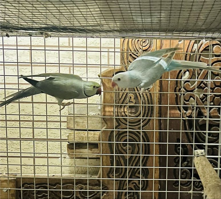 Ожереловый попугай взрослая пара