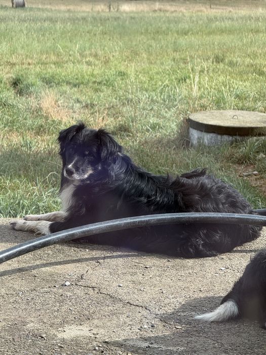Catei Adoptie Sterilizati