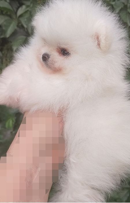 Мини девочка помирашка