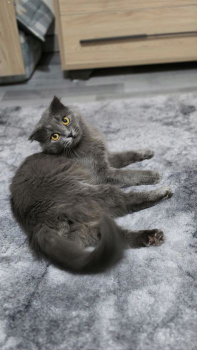 Вязка шотландского вислоухого кота Scottish Fold
