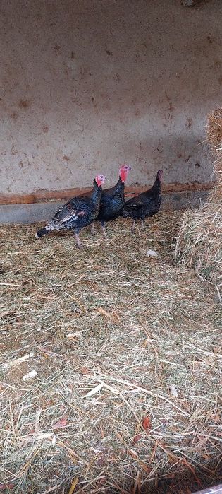 Нар курка сотилади