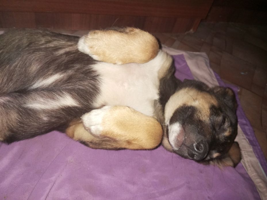 Отдам щенка в хорошие руки