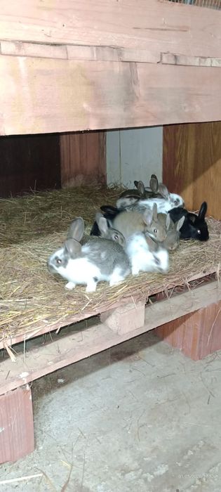 Vand pui de iepurasi