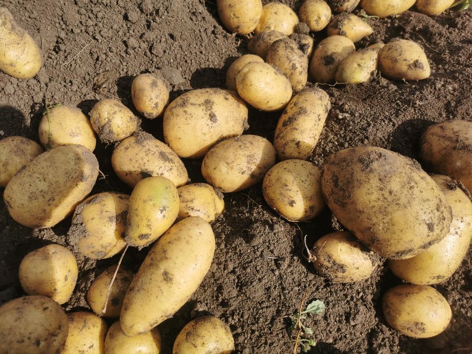 Картофель дачный.