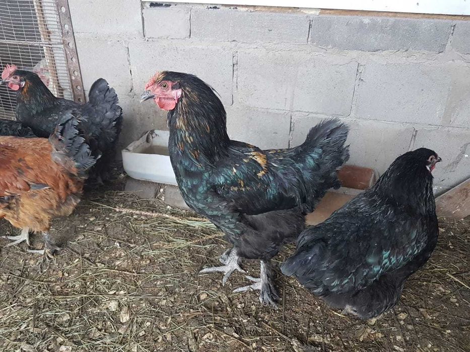 Продам куриный навоз ( помёт)