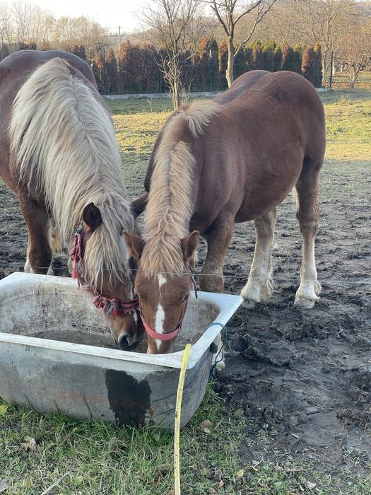 Vand 2 iepe si un manz