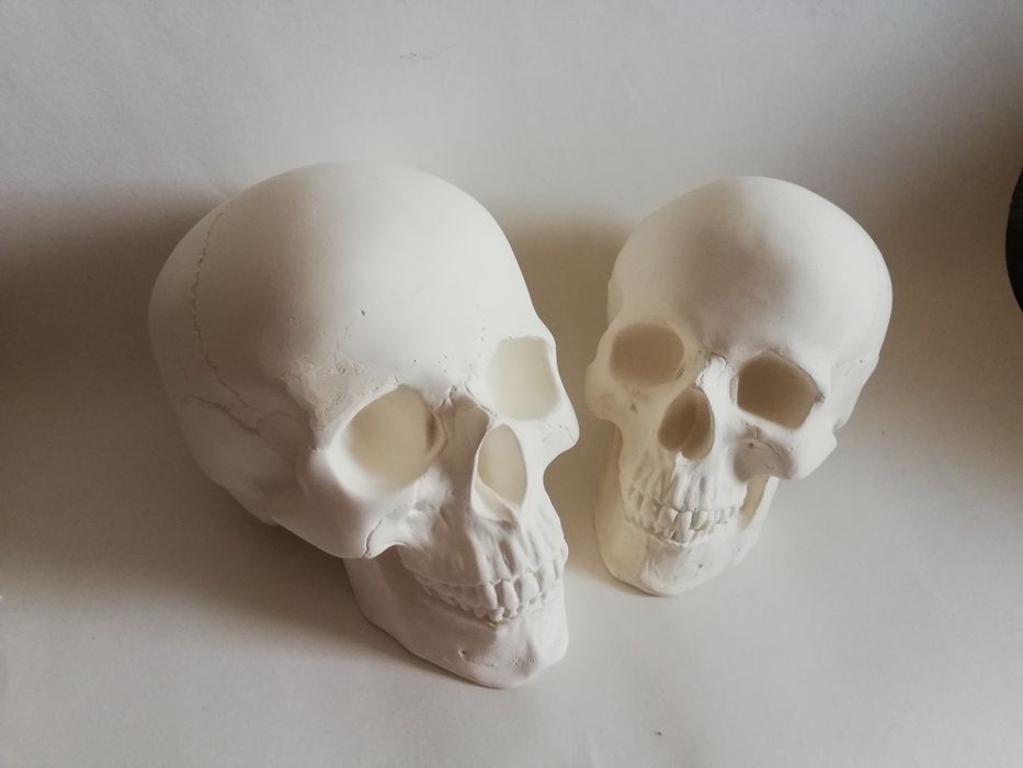 Череп. Черепа. Черепушки.