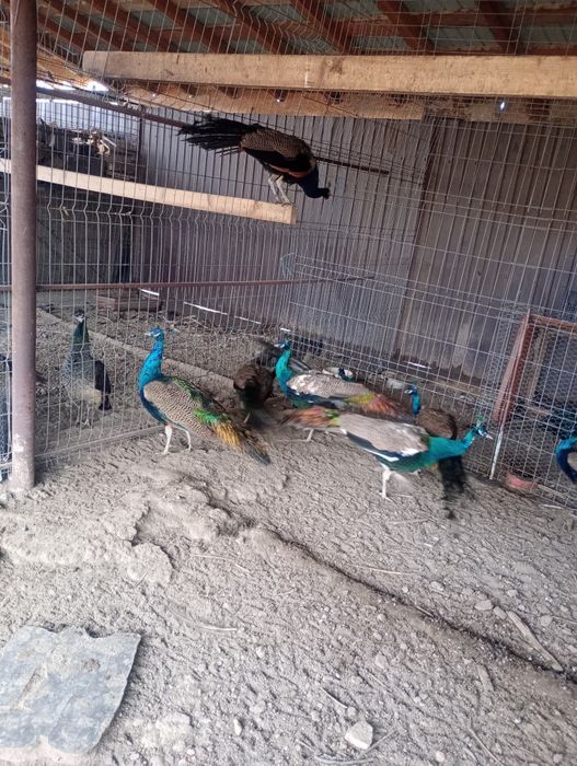 Pui păun și fazani