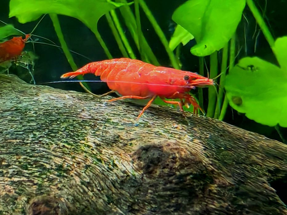 Creveti red sakura, melci pomaceea acvariu