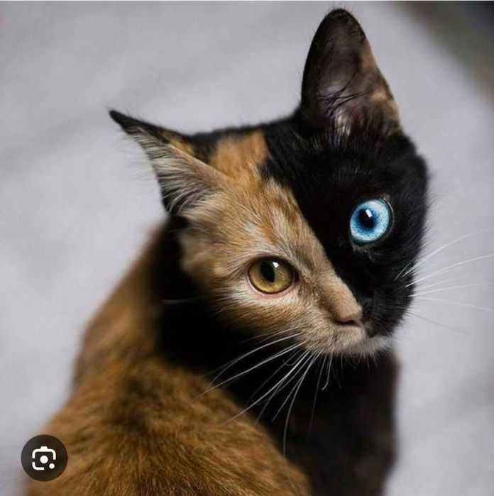 Ищю котёнка окраса Химера