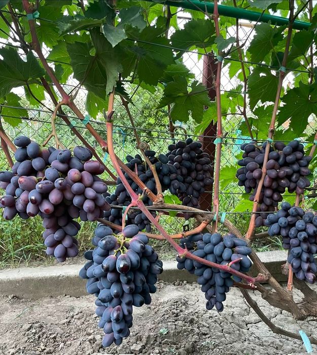 Podarok Nesvetaia vita de vie butasi anul 3