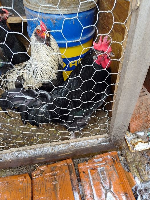 Петли на осем месеца