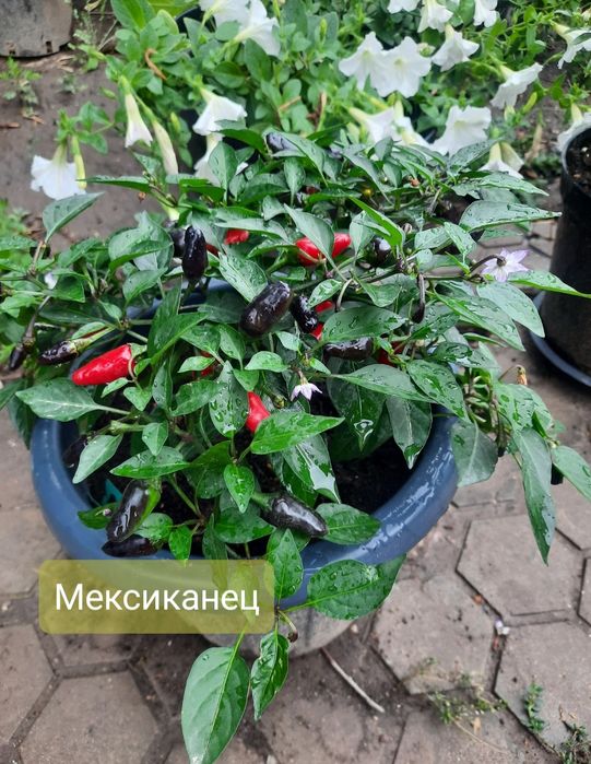 Семена коллекционных перцев