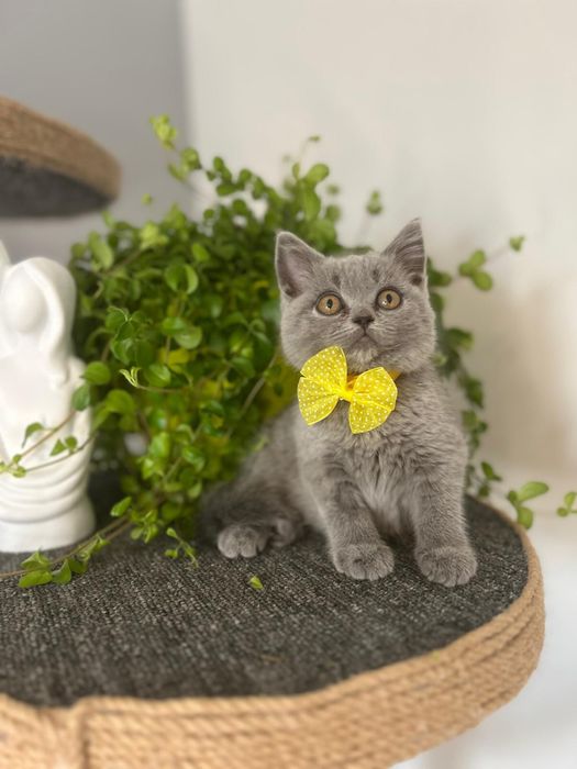British shorthair
