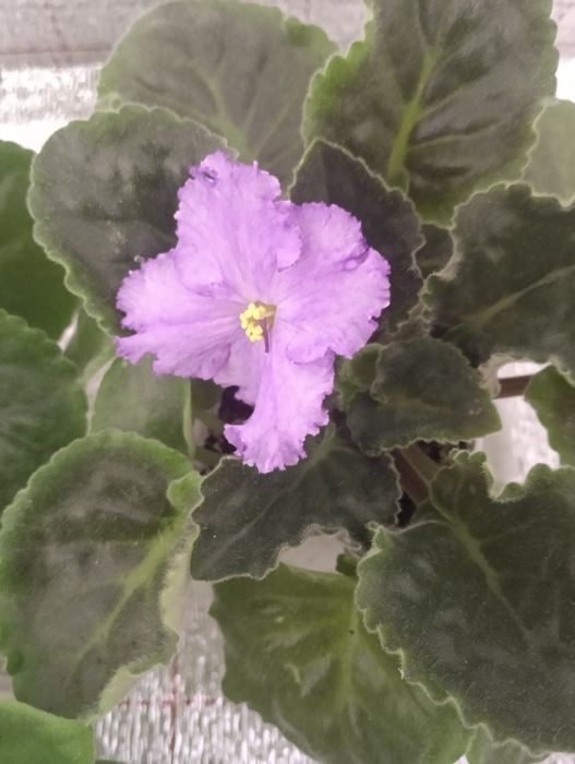 Продам фиалки очень красивые