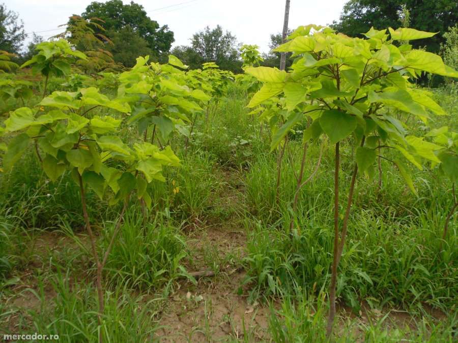 Puieti Tei si alte specii