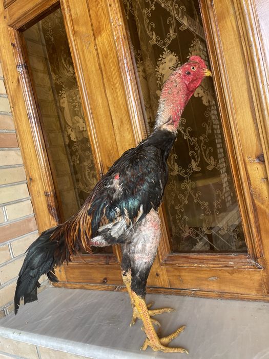 Dakan vesi 4,4 kg O Shamo zot