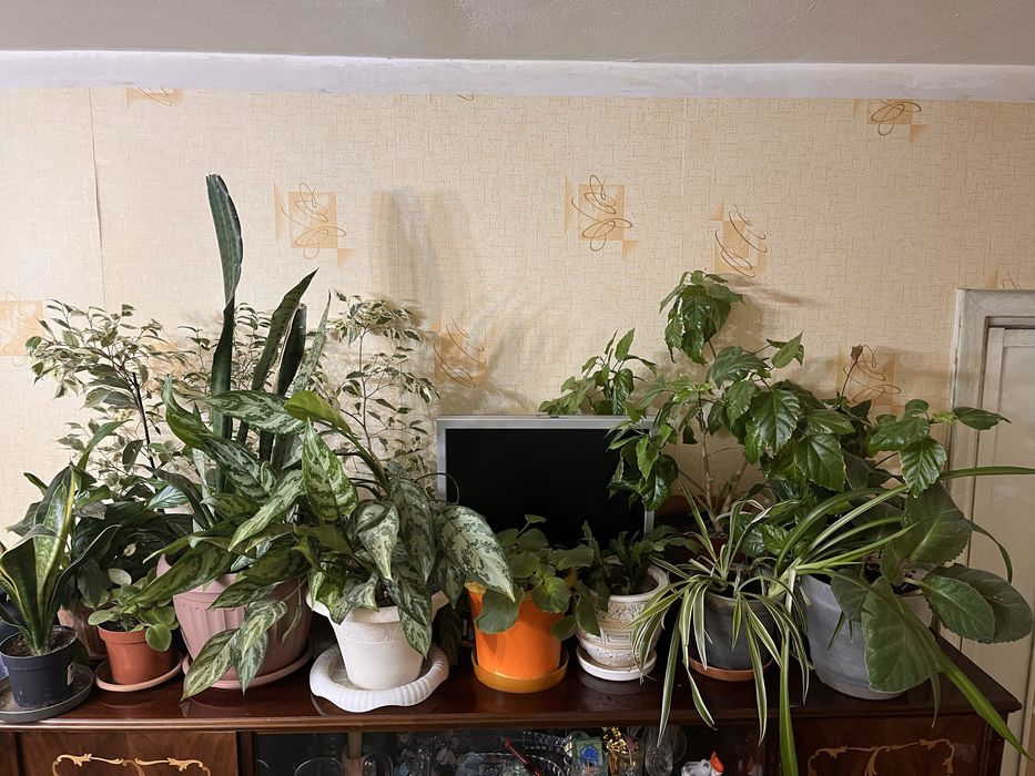 Цветы комнатные разные