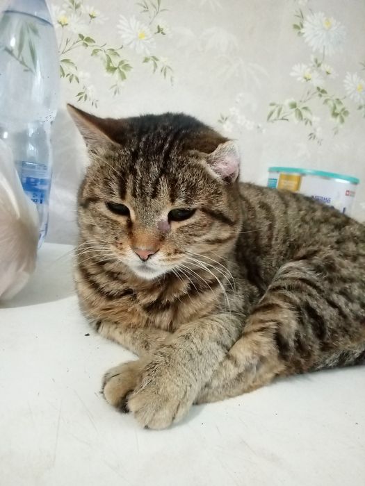 Кошечка, очень ласковая,в добрые руки.