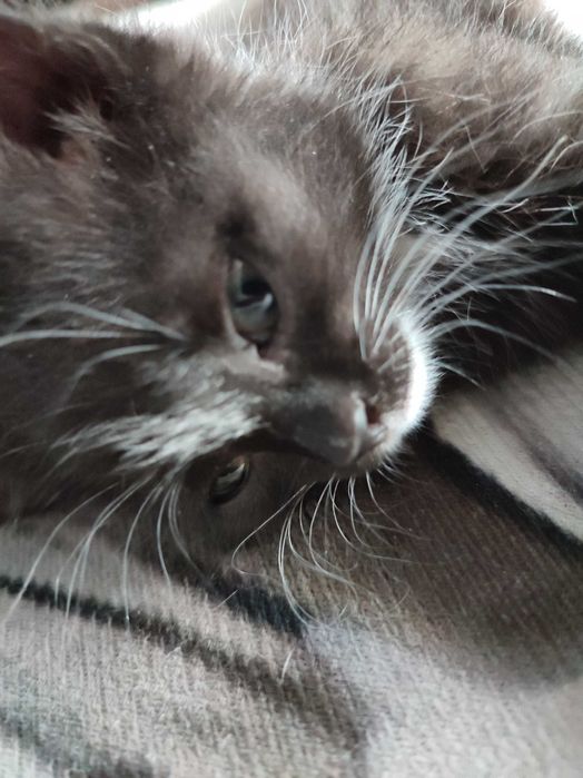 Ищет семью кошечка