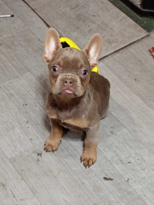 Френски булдог   ..
