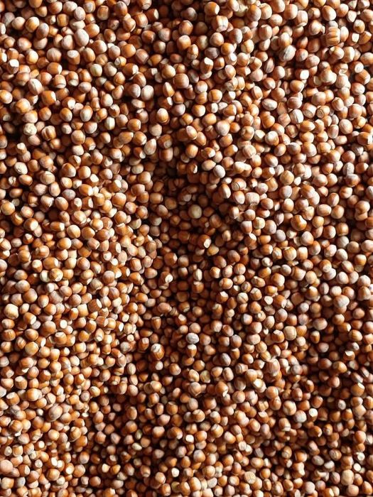 Alune proaspete din propria livadă