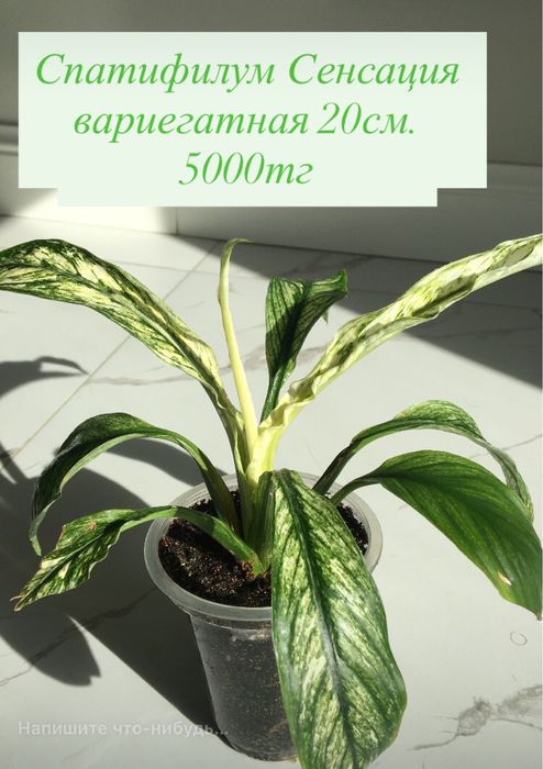 Комнатные растения