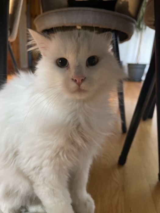 Подарявам котка/котарак