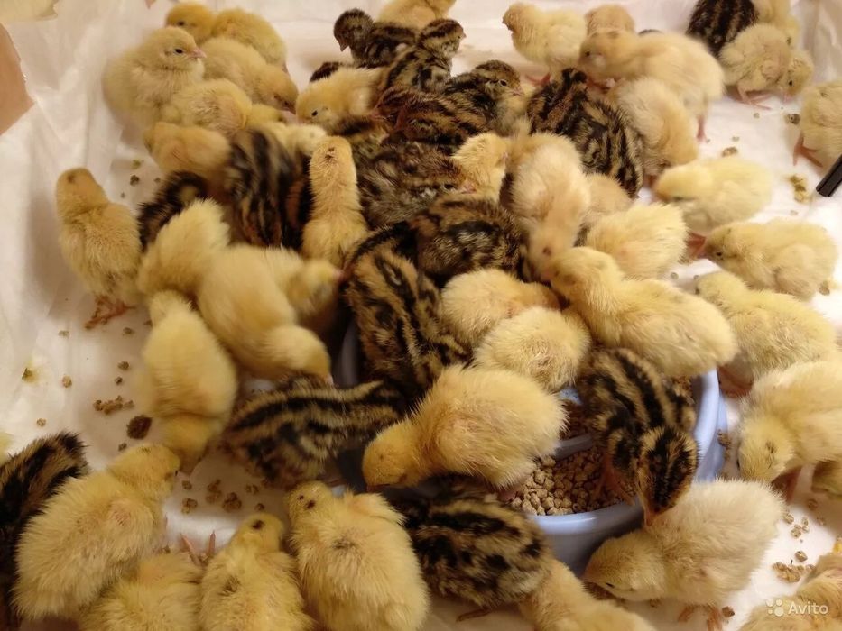 Перепелята подрощеные