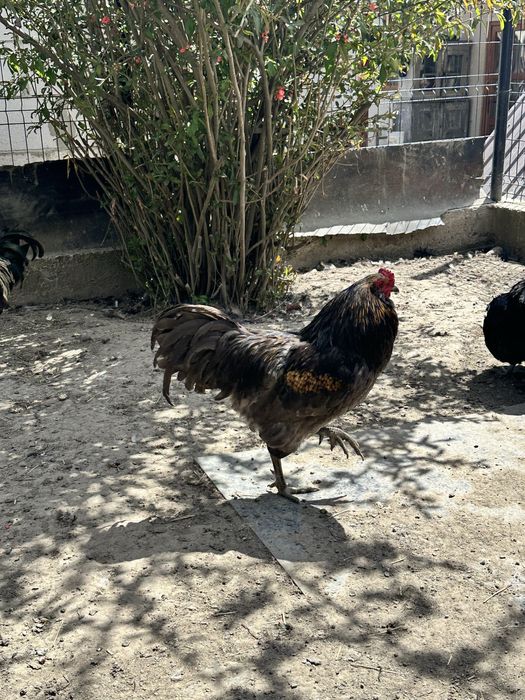 Gaini si cocosi de vanzare