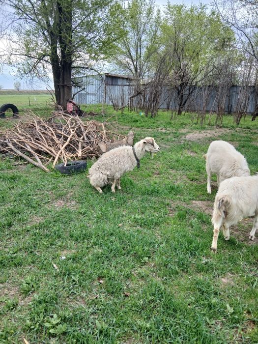 продам козел ешкы