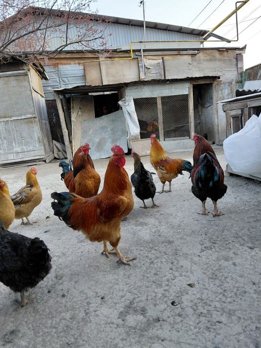 Кучинский петухи