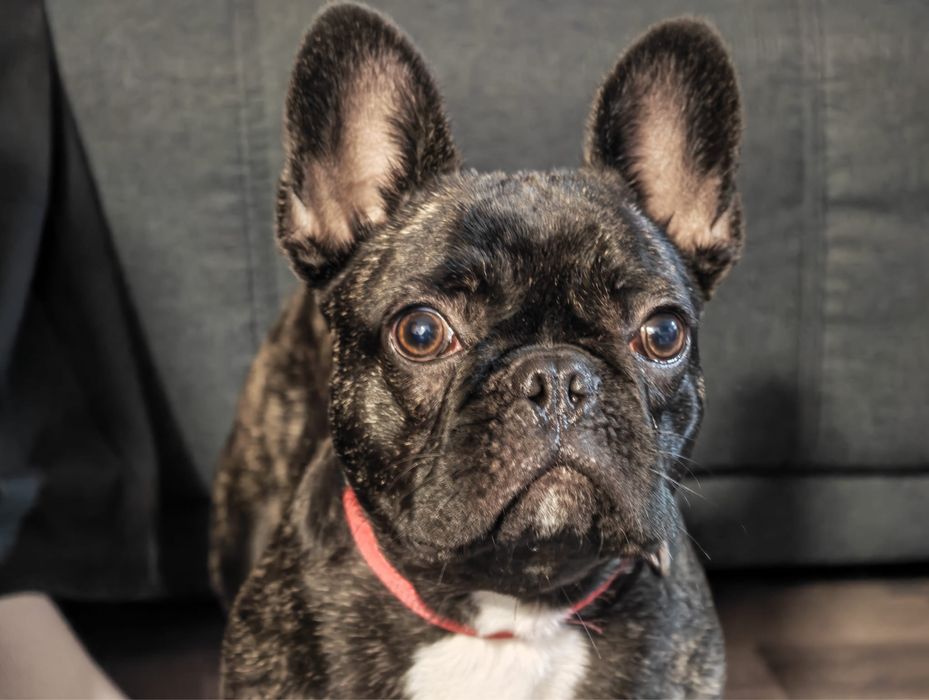 Bulldog francez femela