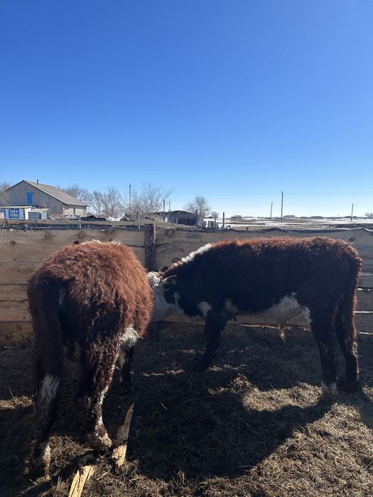 Проодам бычков откорм