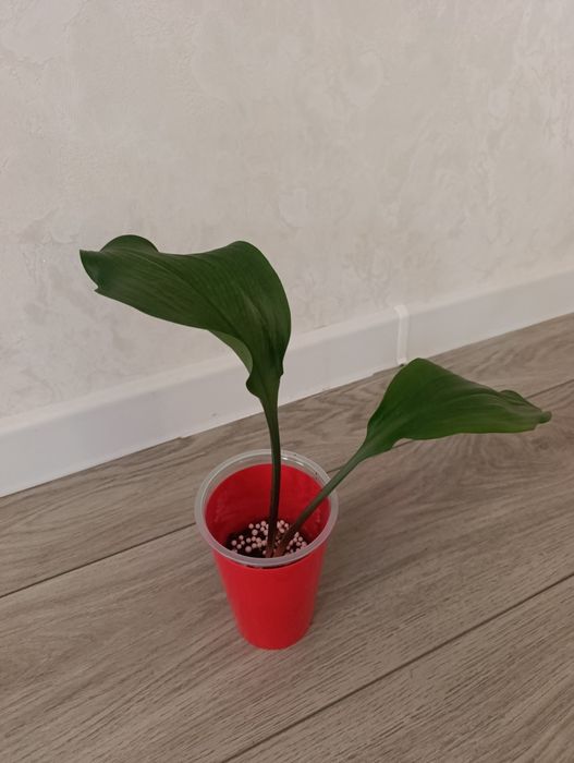 Лилия Амазонская