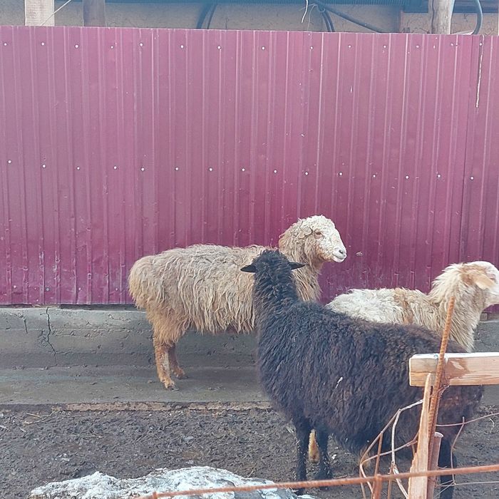 Қой бар семізззз