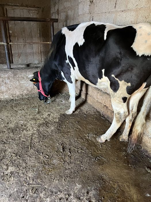 Срочни она бола сигр сотлади ювош